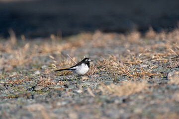 身近な野鳥　セキレイ