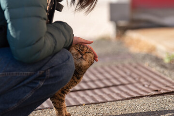 猫を撫でる人