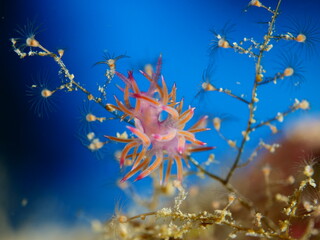 Fototapeta na wymiar nudibranch flabellina nudi branch nudybranch underwater slug ocean scenery