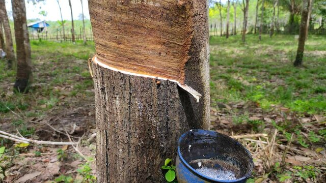 Rubber trees are tapped, releasing a white sap