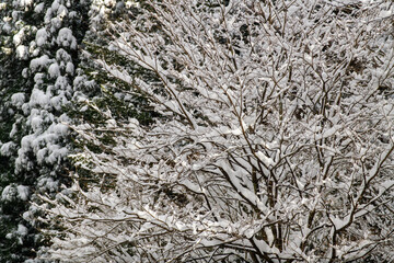 冬の枝に雪積もる