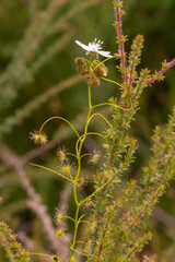 the tall white flowering and upright growing Sundew Drosera erythrogyne in natural habitat near Walpole in Western Australia