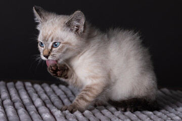 Small grey kitten with blue eyes lay on a white fluffy blanket