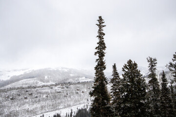Foggy tree on an overcast day