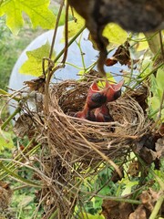 bird nest with baby