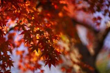 Red and green autumn male leaves are at Kokukoen Park in saitama, Japan.
