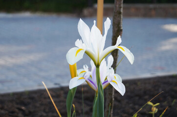 Iris flower with delicate petals of blue, purple, white and yellow flowers with green leaves on a...