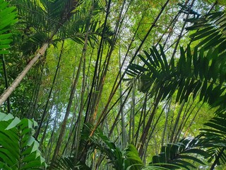 tropical forest 