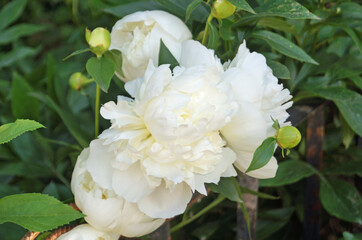 Peony flowers and buds with delicate pink and white petals on a bush with green leaves on a spring day
