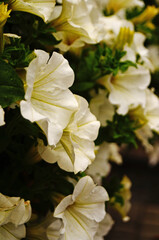 Petunia flowers with delicate white petals and green leaves on a flower bed on a summer sunny day
