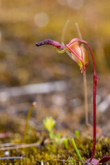 Single flower of the Flying Duck Orchid Paracaleana nigrita in natural habitat seen east of Northcliffe in Western Australia