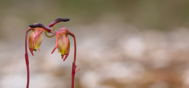 Pair of flowers from the Flying Duck Orchid (Paracaleana nigrita) on a granite rock outcrop east of Northcliffe in Western Australia