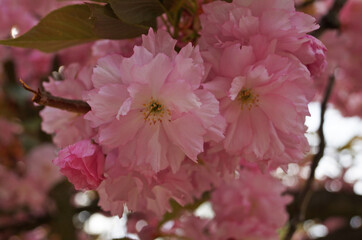 Sakura branch with beautiful pink flowers with delicate petals and green leaves in the park on a sunny spring day