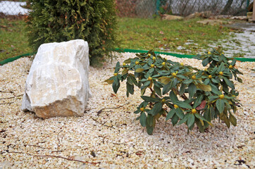 Ornamental bushes of rhododendron and thuja grow on a flower bed strewn with white pebbles on a spring day