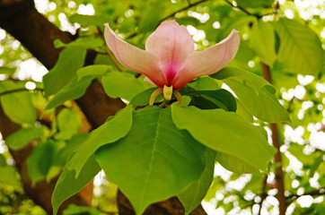 Magnolia branch with buds and flowers with delicate white, yellow and pink petals on a spring day