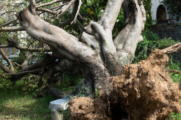 Fototapeta na wymiar 根こそぎ倒れるガジュマルの大きな木