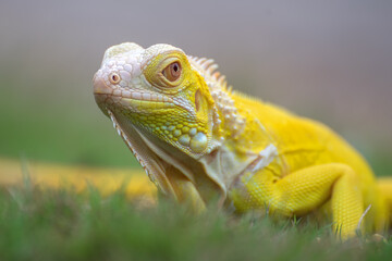 Yellow albino iguana on the grass