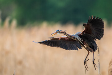 Purpurreiher (Ardea purpurea)