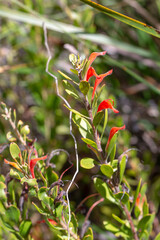 Obraz premium Red flowered Grevillea (a plant from the Protea family) in natural habitat close to Nannup in Western Australia