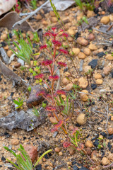 a single plant of Drosera stolonifera, a carnivorous plant, growing in natural habitat close to Nannup in Western Australia