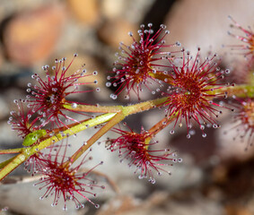 Drosera stolonifera with a Sundew Bug (Setocoris sp.) close to Nannup in Western Australia