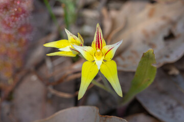 yellow flower of Caladenia flava, the Cowslip Orchid, seen close to Nannup in Western Australia