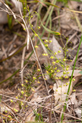 green plants of the Sundew Drosera marchantii seen in natural habitat close to Darradup in Western Australia