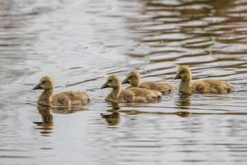 Graugans (Anser anser) Küken, Pullis