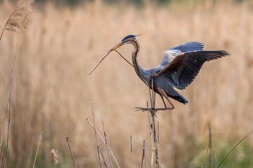 Purpurreiher (Ardea purpurea) mit Nistmaterial
