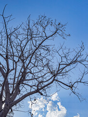 branches of a tree against the sky