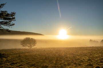 Fototapeta na wymiar Beautiful lonely tree in the fog in County Donegal - Ireland