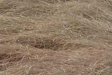 hay bale in the field