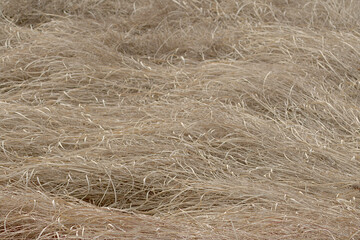 hay bale in the field