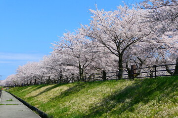 Obraz premium 日本の春。舟川べり桜並木。朝日、富山、日本。４月中旬。