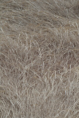 grass background