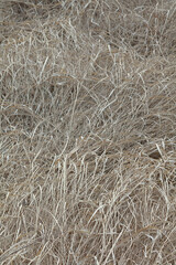 grass background