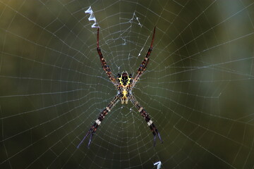 Spider and web close up. 	