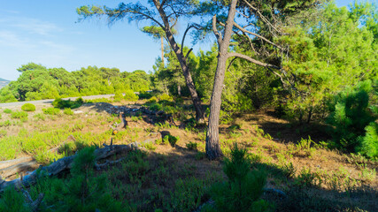 pictures of the wonderful nature in the forest 