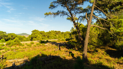 pictures of the wonderful nature in the forest 