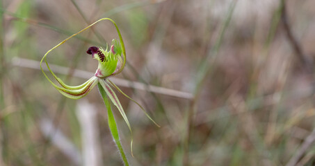 The unusual flower of the Spider Orchid Caladenia attingens in natural habitat north of Augusta in Western Australia