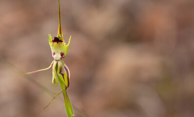 The unusual flower of the Spider Orchid Caladenia attingens in natural habitat north of Augusta in...