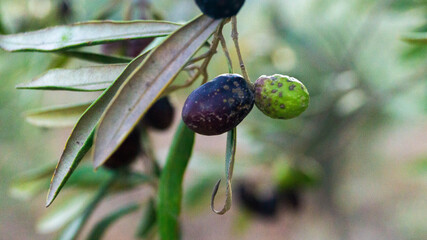 pictures of the wonderful nature in the forest 