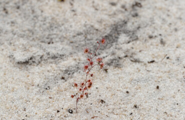 single plants of the red scambling Sundew Drosera drummondii seen between Margaret River and August...