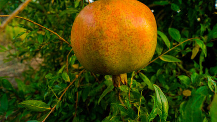 pictures of the wonderful nature in the forest 