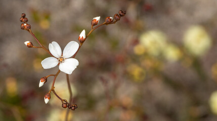 Close-up of the white flower of the Sundew Drosera geniculata seen east of Augusta in Western Australia, view from the side