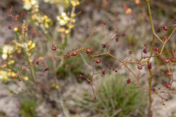 Close-up of a single leaf of the Sundew Drosera geniculata seen east of Augusta in Western Australia, view from the side