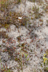 A single plant of the Sundew Drosera geniculata seen east of Augusta in Western Australia, view...