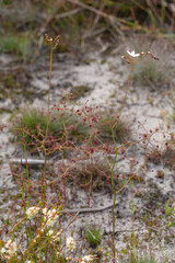 Plants of the Sundew Drosera geniculata seen east of Augusta in Western Australia, view from the side
