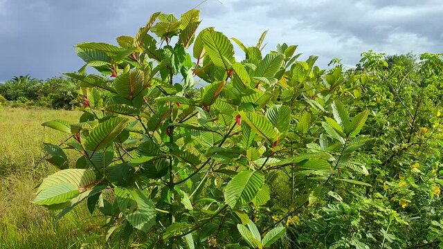 kratom plant (Mitragyna speciosa) grows wild in tropical Kalimantan