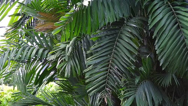 Palm leaves swaying in the wind